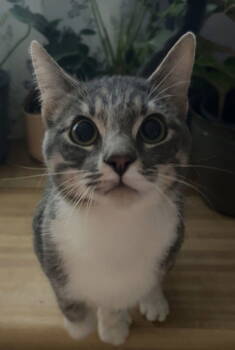 Rescue American Shorthair and Tabby Cats for Adoption in St. Peters, Missouri - Chit Wilson | PetCurious