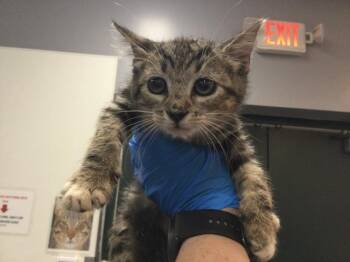 Domestic Short Hair Cats Available for Adoption in Thousand Palms, California - TWINKIE | PetCurious