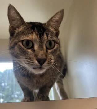 Cicely- Adopted -  Domestic Short Hair Cat for Adoption in Chamblee, Georgia - Cicely- Adopted | PetCurious