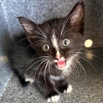 Lightning -  Domestic Short Hair Cat for Adoption in Birmingham, Alabama - Lightning | PetCurious