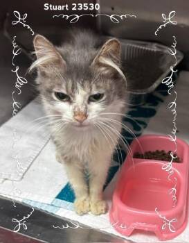 STUART -  Domestic Medium Hair Cat for Adoption in Marietta, Georgia - STUART | PetCurious