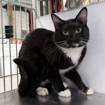 Domestic Short Hair Cats Available for Adoption in New York, New York - Fletcher | PetCurious