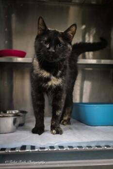 Batman -  Domestic Short Hair Cat for Adoption in Greensburg, Indiana - Batman | PetCurious