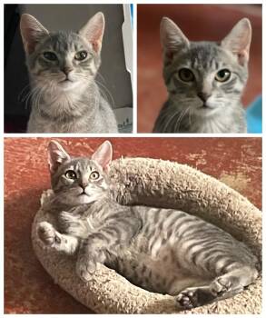 Rescue Domestic Short Hair Cats for Adoption in Brooksville, Florida - Yen | PetCurious