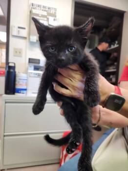 Domestic Short Hair Cats Available for Adoption in Burbank, California - CIRIE | PetCurious