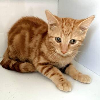 Copper -  Domestic Short Hair Cat for Adoption in Warrensburg, Missouri - Copper | PetCurious