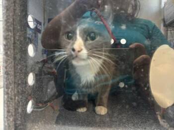 Pidgit -  Domestic Short Hair Cat for Adoption in New York, New York - Pidgit | PetCurious