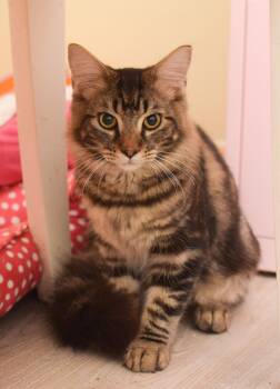 Benny -  Maine Coon and Domestic Medium Hair Cat for Adoption in Hockessin, Delaware - Benny | PetCurious