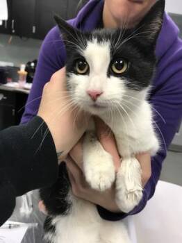 Rescue Domestic Short Hair Cats for Adoption in Fallston, Maryland - Logan (Skittles) | PetCurious