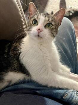 Domestic Short Hair Cats Available for Adoption in Fort Worth, Texas - Galleta | PetCurious