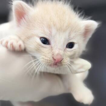 Jack -  Domestic Short Hair Cat for Adoption in Houston, Texas - Jack | PetCurious