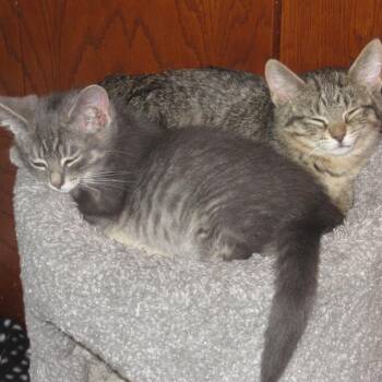 Classy -  Domestic Short Hair Cat for Adoption in Rochester, Minnesota - Classy | PetCurious