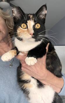 Domestic Short Hair and Calico Cats Available for Adoption - Mitzi | PetCurious