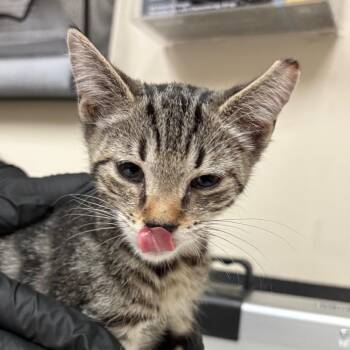 Tiger -  Domestic Short Hair Cat for Adoption in Lakeland, Florida - Tiger | PetCurious