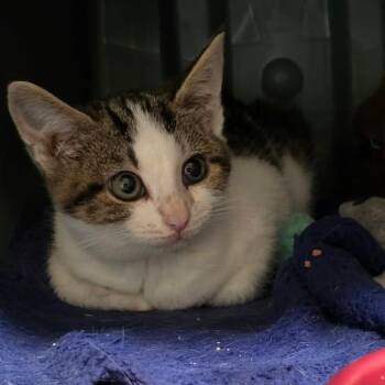 Wasabi -  Domestic Short Hair Cat for Adoption in Winthrop, Maine - Wasabi | PetCurious
