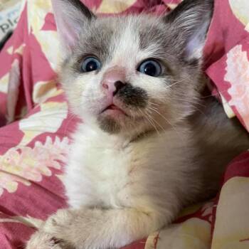 Domestic Short Hair Cats Available for Adoption in Rocky Mount, Virginia - King Udon | PetCurious