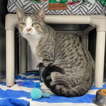 Domestic Short Hair Cats Available for Adoption - Pork | PetCurious