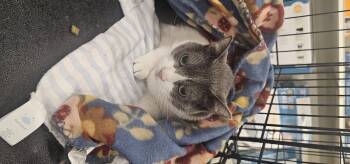 Rescue Domestic Short Hair Cats for Adoption in Holmdel, New Jersey - Abby | PetCurious