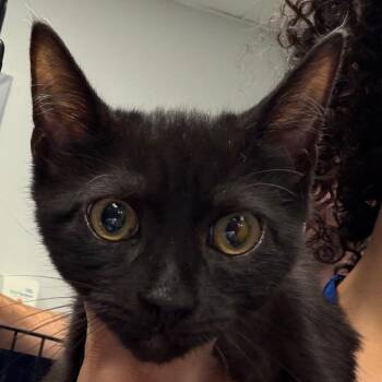 Charlie -  Domestic Short Hair Cat for Adoption in Greenville, South Carolina - Charlie | PetCurious