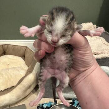 Chicken Nugget -  Domestic Short Hair Cat for Adoption in Tipp City, Ohio - Chicken Nugget | PetCurious