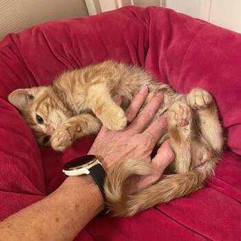 Sneaky Pete -  American Shorthair Cat for Adoption in Spring Hill, Kansas - Sneaky Pete | PetCurious