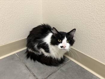 Rescue Domestic Medium Hair Cats for Adoption in Boise, Idaho - Monty | PetCurious
