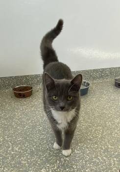 Domestic Short Hair Cats Available for Adoption in Newport, Oregon - Mitzy | PetCurious