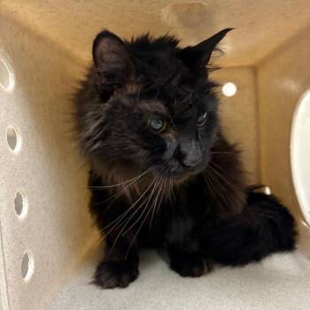 Batman -  Domestic Long Hair Cat for Adoption in Reno, Nevada - Batman | PetCurious