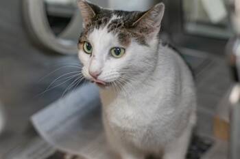 PUMPKIN -  Domestic Short Hair Cat for Adoption in Charlotte, North Carolina - PUMPKIN | PetCurious