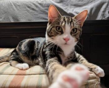 Teddy -  Domestic Short Hair Cat for Adoption in Pleasantville, New Jersey - Teddy | PetCurious