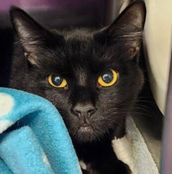 WEDNESDAY -  Domestic Short Hair Cat for Adoption in Houston, Texas - WEDNESDAY | PetCurious