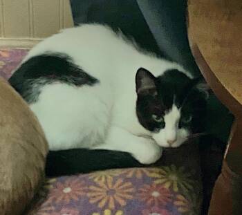 Zisel -  Domestic Medium Hair Cat for Adoption in Lorain, Ohio - Zisel | PetCurious