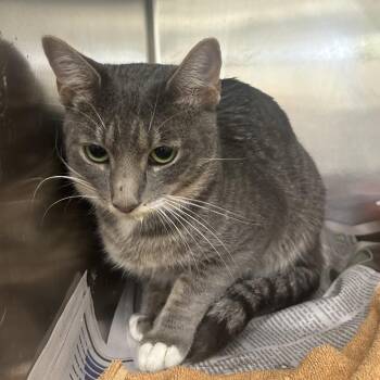 Nathan -  Domestic Short Hair Cat for Adoption in Auburn, Alabama - Nathan | PetCurious