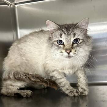 Domestic Long Hair Cats Available for Adoption in Corbin, Kentucky - DaBaby | PetCurious