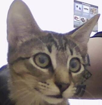 Domestic Short Hair Cats Available for Adoption - Pythagoras | PetCurious