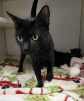 Rescue Domestic Short Hair Cats for Adoption in Atlanta, Georgia - Sinclair | PetCurious