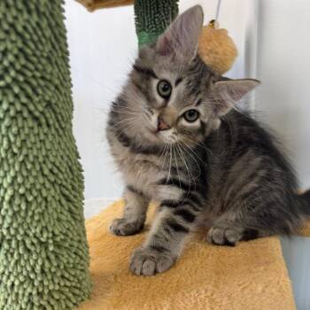 Morpheus -  Domestic Medium Hair Cat for Adoption in Houston, Texas - Morpheus | PetCurious