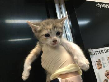 A1919381 -  Domestic Short Hair Cat for Adoption in Thousand Palms, California - A1919381 | PetCurious