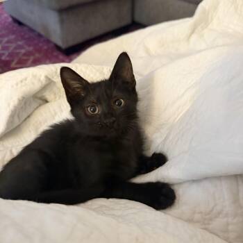 Snowball -  Domestic Short Hair Cat for Adoption in Columbia, South Carolina - Snowball | PetCurious