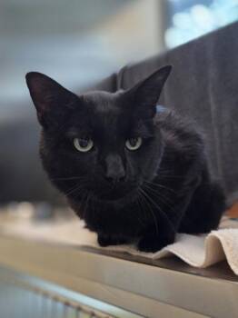 Connor -  Domestic Short Hair Cat for Adoption in Westland, Michigan - Connor | PetCurious