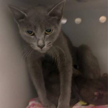 Zoe -  Domestic Short Hair and Russian Blue Cat for Adoption in West Palm Beach, Florida - Zoe | PetCurious
