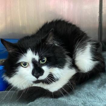 Rescue Domestic Long Hair Cats for Adoption in Fall River, Massachusetts - Bow Tie | PetCurious