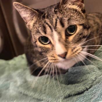 IVHS-Stray-143223 -  Domestic Short Hair Cat for Adoption in San Gabriel, California - IVHS-Stray-143223 | PetCurious