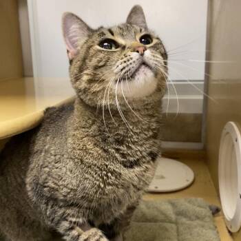 Domestic Short Hair Cats Available for Adoption in Spokane, Washington - Tasha | PetCurious