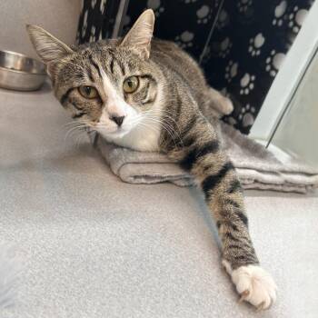 Domestic Short Hair Cats Available for Adoption - Pepper | PetCurious