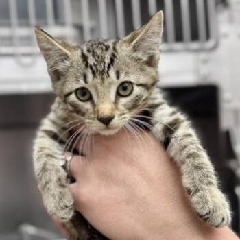 Timber -  Domestic Short Hair Cat for Adoption in New Fairfield, Connecticut - Timber | PetCurious