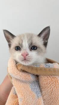 Pocky -  Siamese Cat for Adoption in Calimesa, California - Pocky | PetCurious