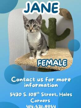 Domestic Short Hair Cats Available for Adoption in Muskego, Wisconsin - Jane - Sweet And Affectionate Kitten | PetCurious