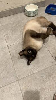 Sammy (Courtesy Post) -  Siamese Cat for Adoption in San Jose, California - Sammy (Courtesy Post) | PetCurious