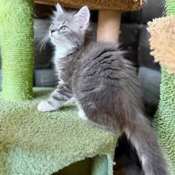Tabby and Domestic Long Hair Cats Available for Adoption in Friendswood, Texas - Kittie Cuddle Bug | PetCurious